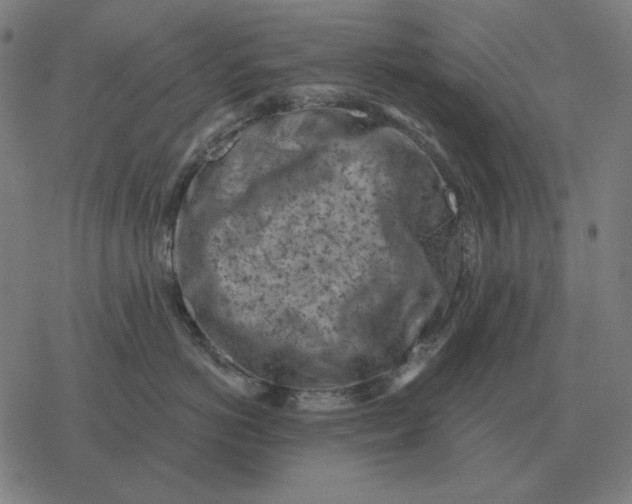 X0000077320766200611101458