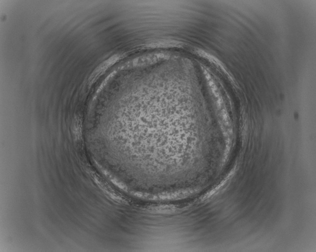 X0000077320833200611101456