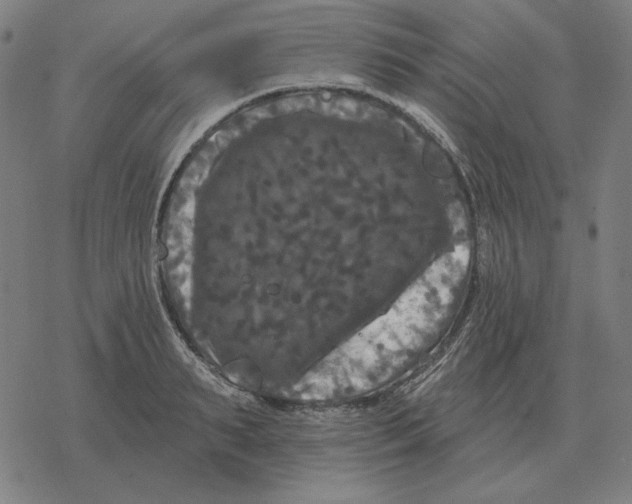 X0000077320895200611101455