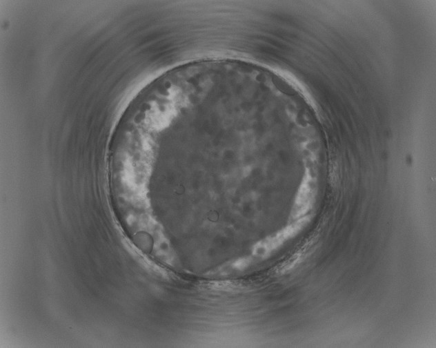 X0000077320903200611101455