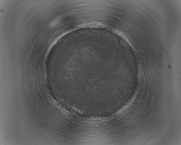 X0000077320923200611101454