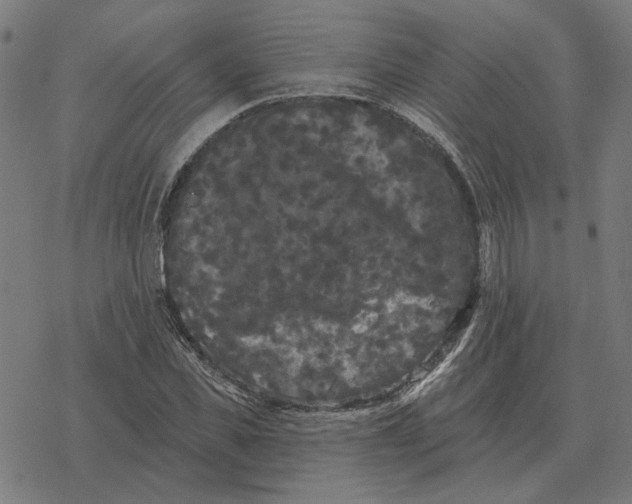 X0000077320925200611101454