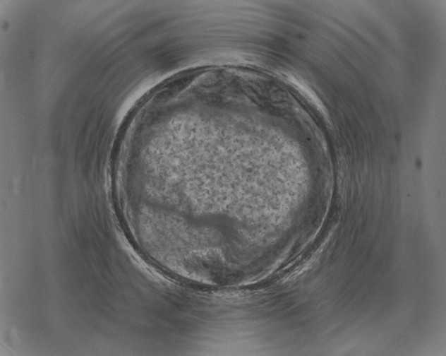 X0000077320944200611101454