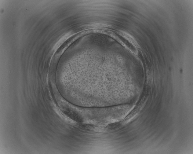 X0000077320946200611101455