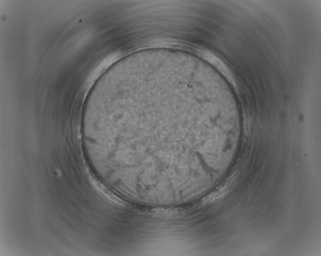 X0000077320954200611101455