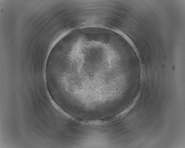 X0000077320957200611101455