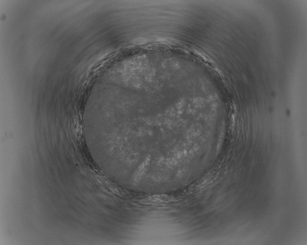 X0000077320966200611101454