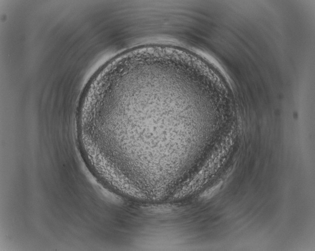 X0000077320999200611101453