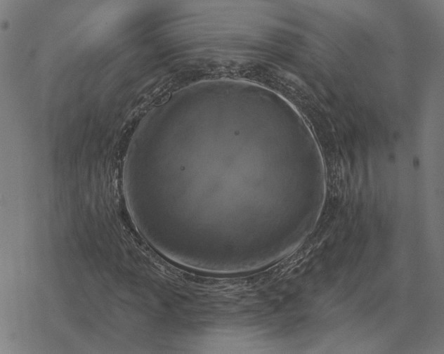 X0000077321013200611101452