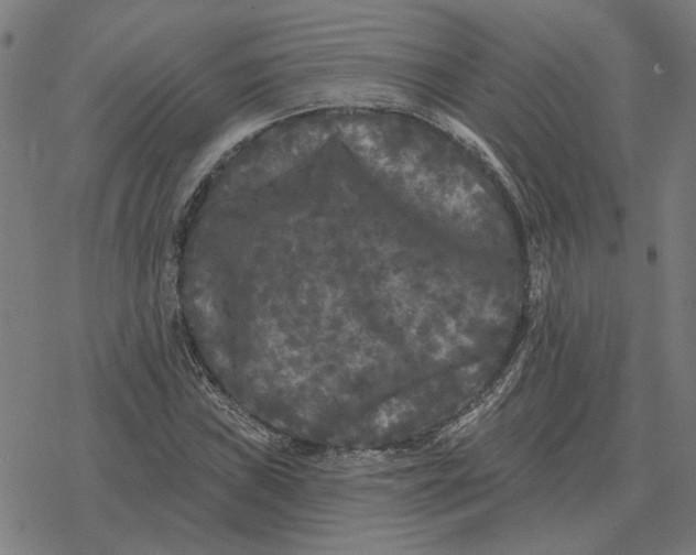 X0000077321019200611101453