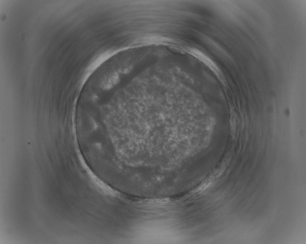 X0000077321055200611101453