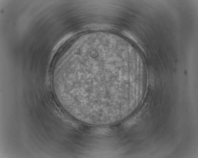 X0000077321074200611101452