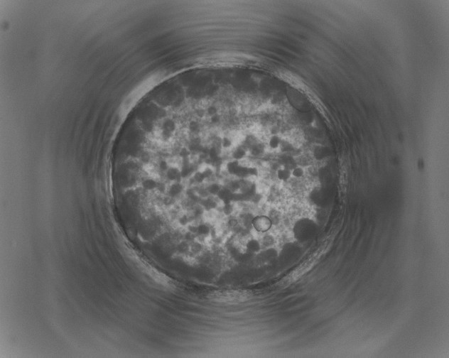 X0000077321083200611101452