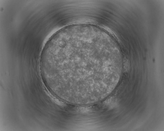 X0000077321086200611101452