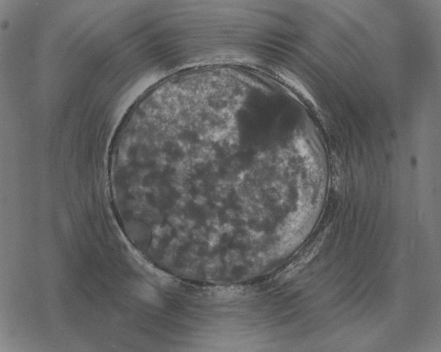 X0000077321087200611101452