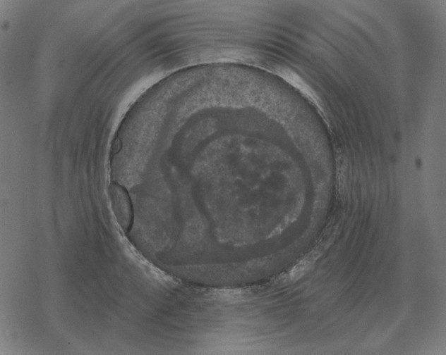 X0000077321088200611101452