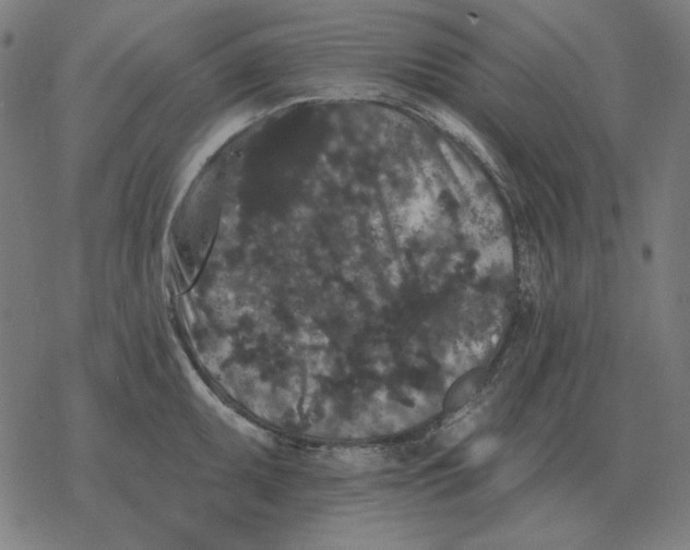 X0000077321095200611101452