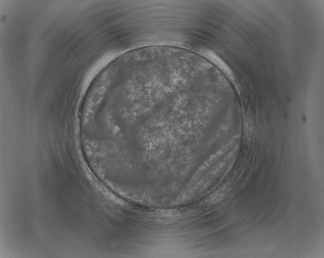 X0000077321096200611101452