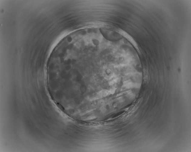 X0000077321099200611101452