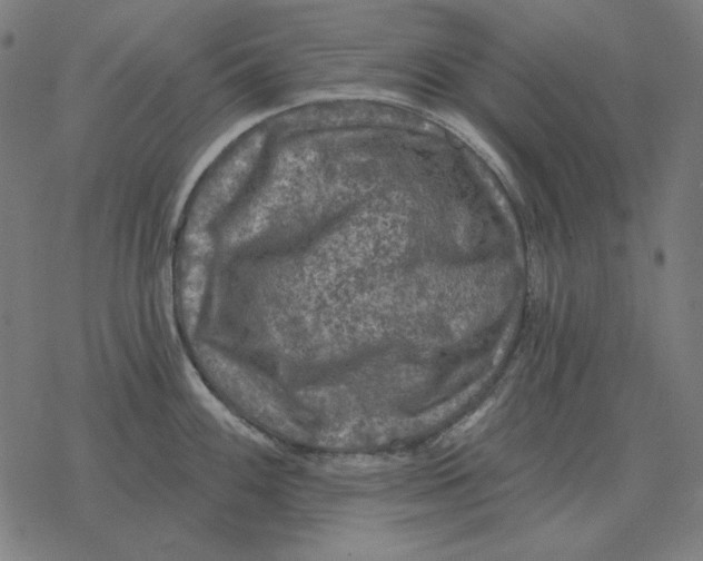 X0000077321100200611101452