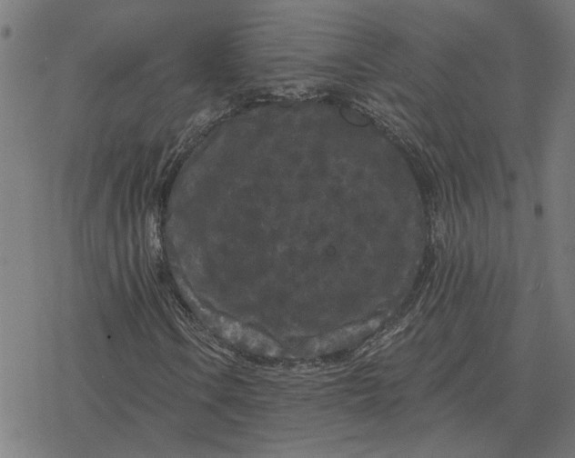 X0000077321106200611101451