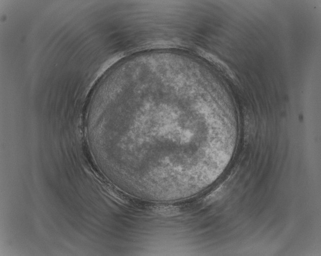 X0000077321170200611101451