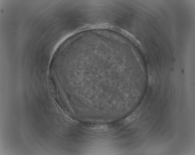 X0000077321174200611101451