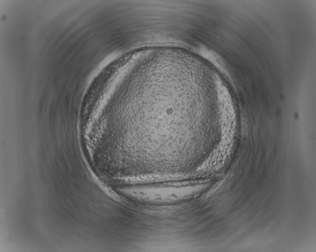 X0000077321237200611101450