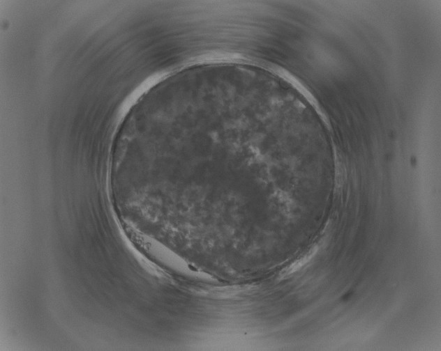 X0000077321245200611101450