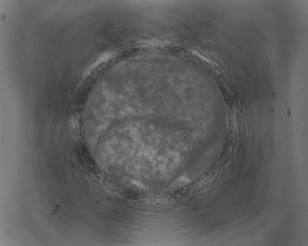 X0000077321254200611101449