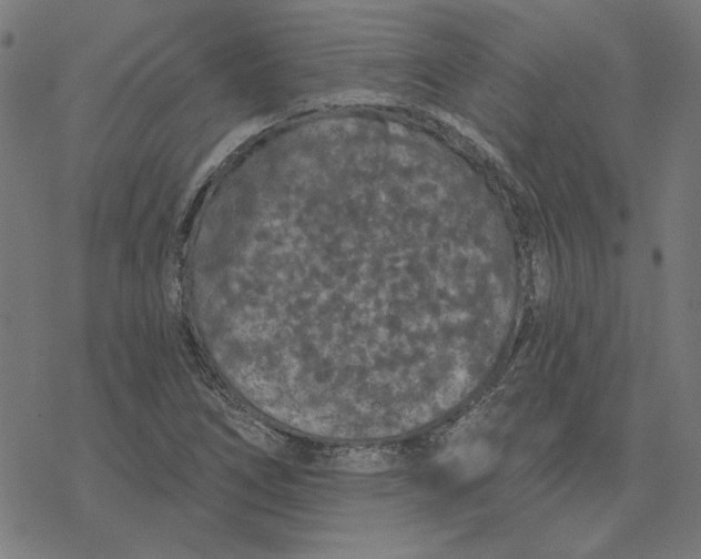 X0000077321266200611101449