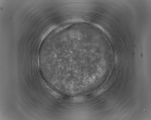 X0000077321274200611101449