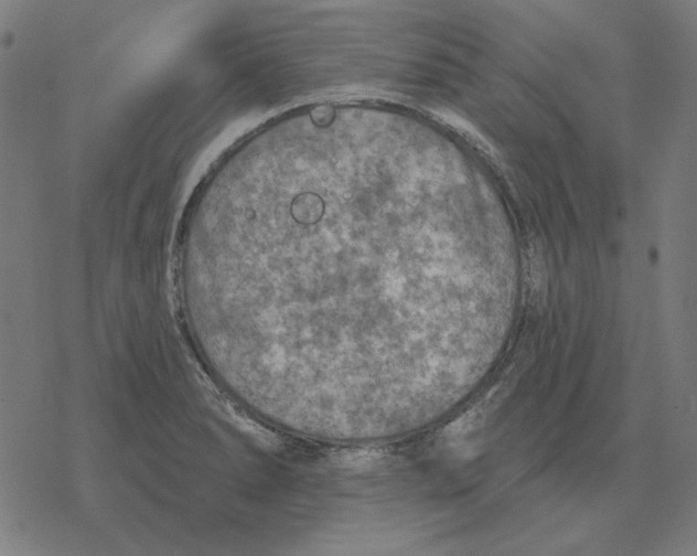 X0000077321278200611101449