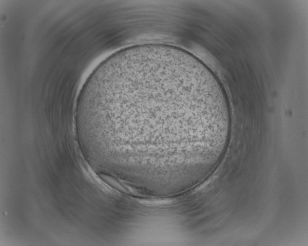 X0000077321296200611101449