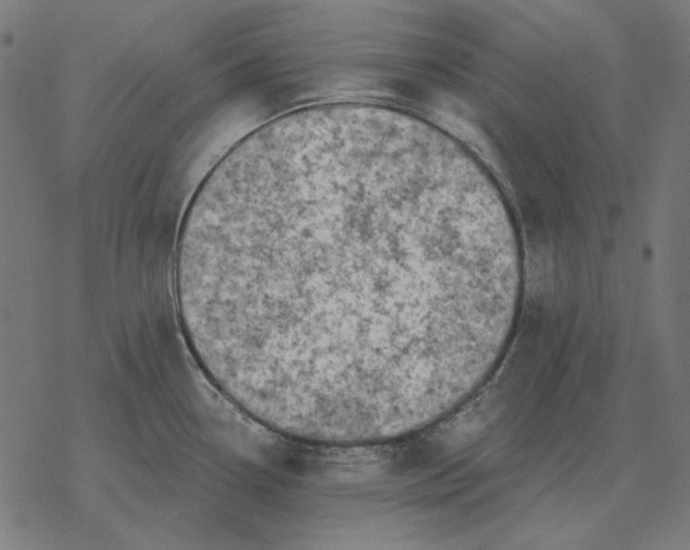 X0000077321338200611101448