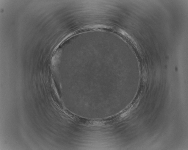 X0000077321361200611101447