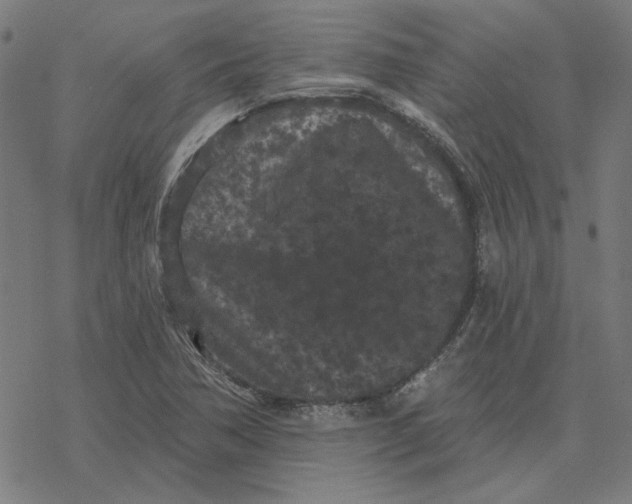 X0000077321362200611101447