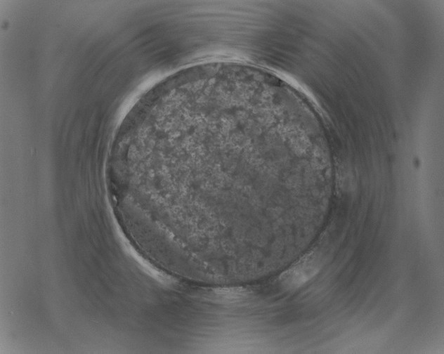 X0000077321383200611101447