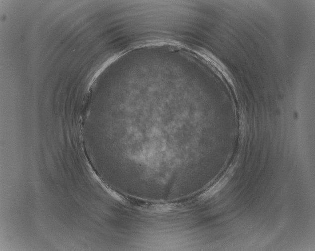 X0000077321385200611101447