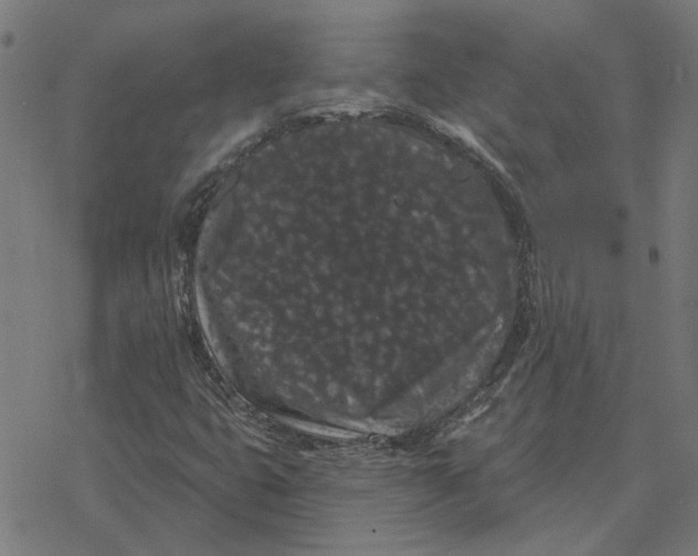 X0000077321399200611101446