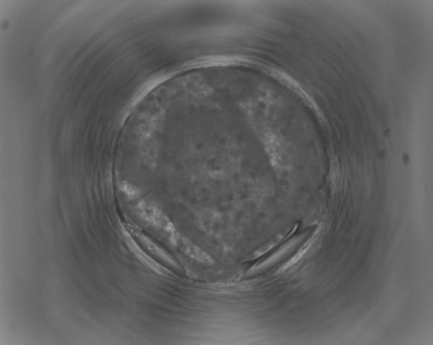 X0000077321417200611101447