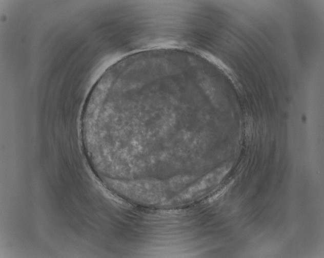 X0000077321423200611101447