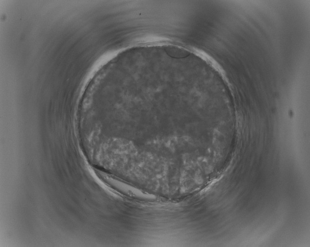 X0000077321429200611101447