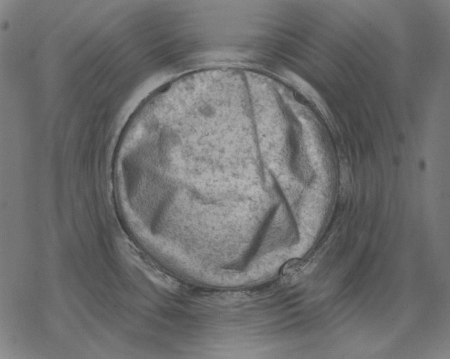 X0000077321435200611101447