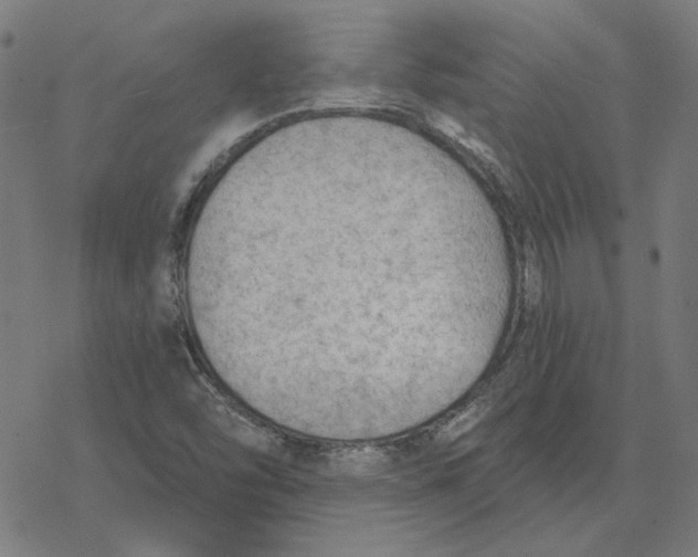 X0000077321454200611101446