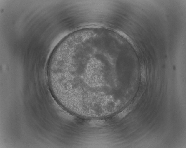 X0000077321466200611101446