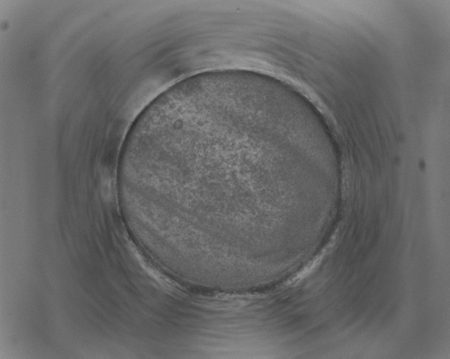 X0000077321513200611101445