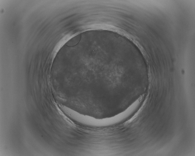 X0000077321529200611101445