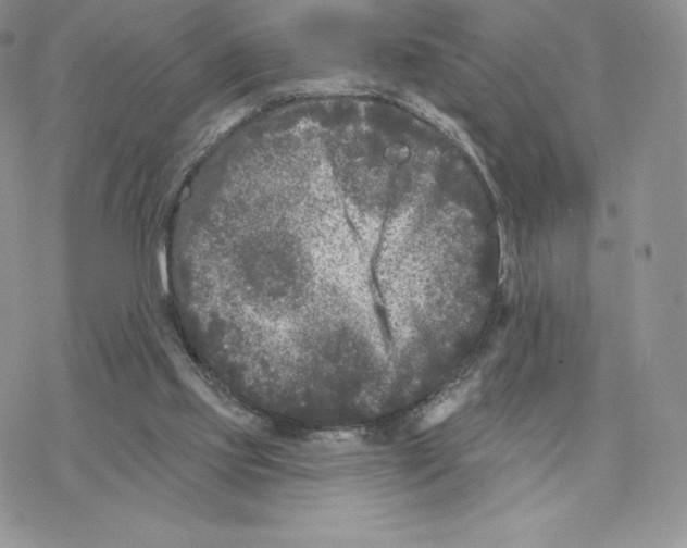 X0000077320061200611171753