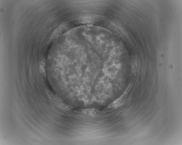 X0000077320175200611171751